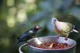 A Bird and the Silver Bowl