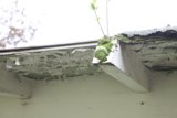 Nature Takes Over