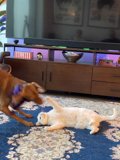Playtime on the Rug