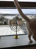 Feline Festivities