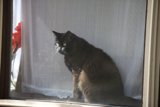 Window Cat