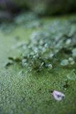 Eco Wall - Nature's Masterpiece