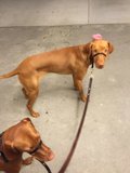 Vizsla with Pink Flower Portrait