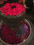 Rose Petals at the Fountain