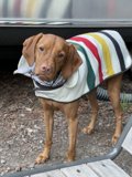 Striped Style for this Furry Friend