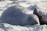 Elephant Seal Mother and Pup Resting on Beach