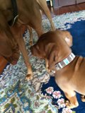 Stylish Canine Home Decor