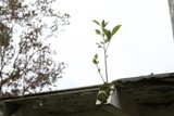 Nature's Architecture