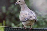 Mourning Dove Perched on Garden Feeder Rail
