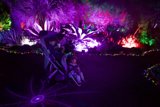 Luminous Night Wonders