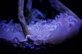 Mystical Serenity: The Dark Aquarium