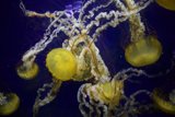 Enthralling Encounter with Underwater Elegance