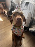 Birthday Pup