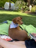 Canine Relaxation in the Park
