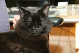 The Intriguing Black Cat