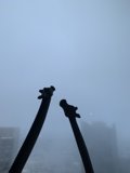 Giraffes Among Skyscrapers