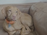 Relaxed Dog Resting Comfortably on Beige Sofa