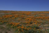 Golden Blanket of Blooms
