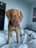 Cozy Canine