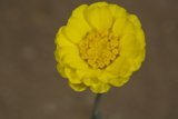 Desert Daisy