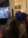 Feline Fashionista