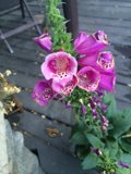 Purple Petals on a Wooden Deck