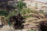 Serene Garden of Agavaceae Plants
