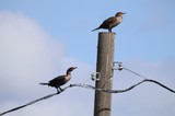 Two Cormorants Perched on Weathered Utility Pole