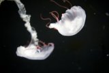 Dance of the Jellyfish