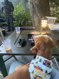 Canine Companion at the Dining Table