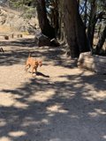 Playful Pup at Upper Douglass Park