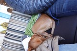 Dogs Cuddling Together on Blue Couch