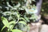Celebrating Life and Nature