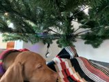 A Cozy Christmas Companion
