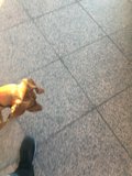 Paws on Tile