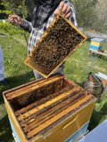 Beekeeping in Carmel, California
