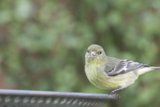 Curious Finch in Springtime