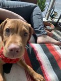 Furry Couch Companion