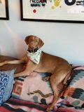 Cozy Canine Couch Time