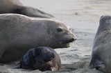 Elephant Seal Mother and Pup at Drakes Beach