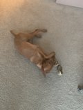 Loyal Companion