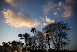 Twilight Palms: Coachella 2024