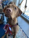 Patriotic Pup
