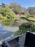 Tranquil Pond and Dock at the San Fransisco Zoo