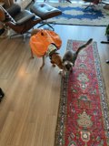 Furry Fashionista