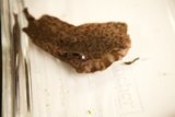 Mystery Object