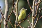 Vibrant Finch in Springtime