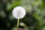 Dazzling Dandelion