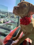 The Posh Pooch