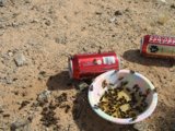 Ants on a Soda Can